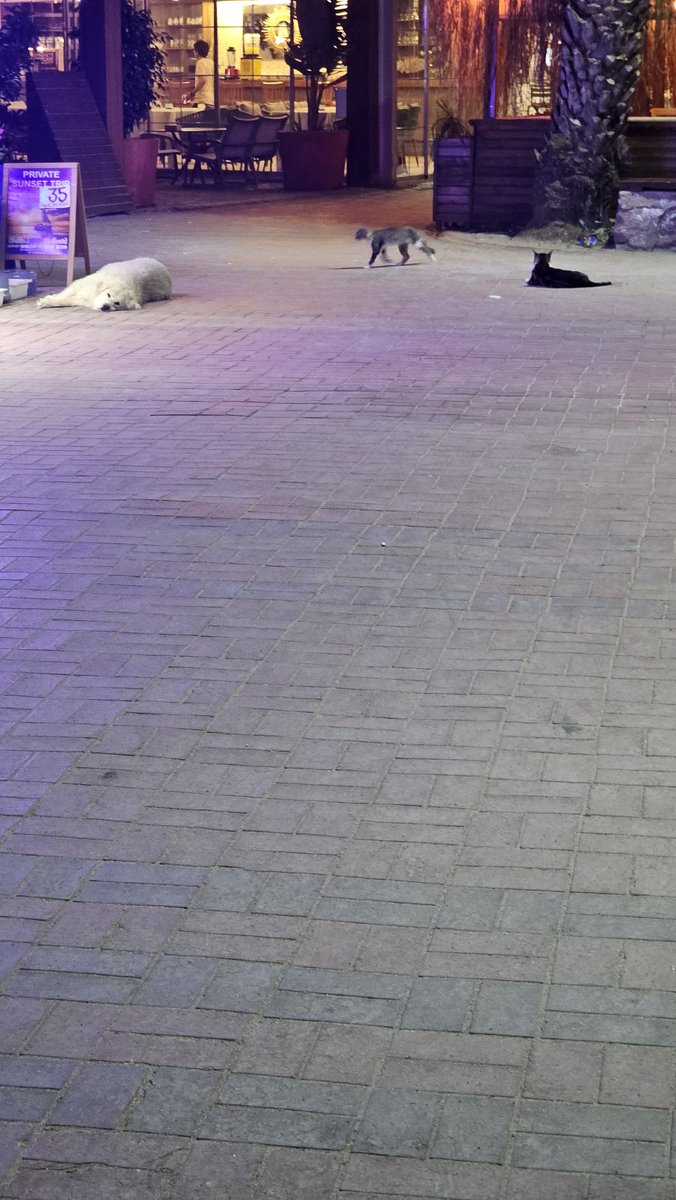 KediTehlikesi's tweet photo. Bodrum Bitez sahili, Hindistan'ı aratmıyor. Bu kadar kötü giden turizm sezonunda bir şeyleri düzeltmek gerekmiyor mu @BodrumBel? https://t.co/3Xibhz8H6y