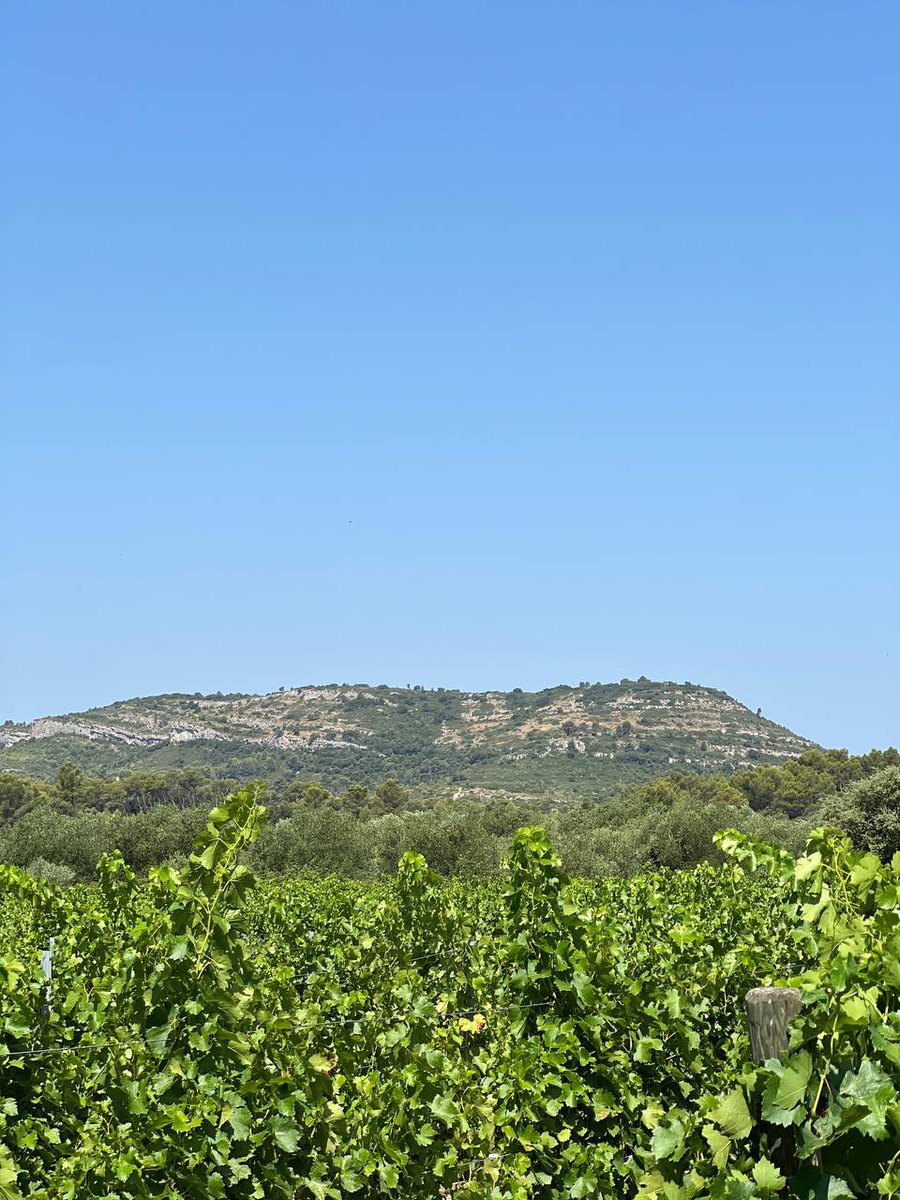 arashsaeidi's tweet photo. Visite à Favas des vignes (bio) de @MasseSamuel1, président de la #CEVI, confédération européenne des vignerons indépendants. Face au réchauffement climatique, des solutions innovantes et écologiques pour s’adapter et préserver l’eau existent. https://t.co/2a1OigUxm9