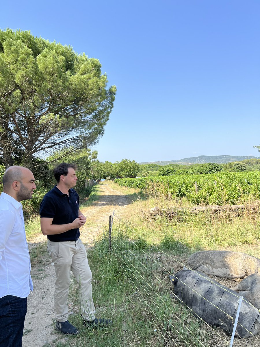 arashsaeidi's tweet photo. Visite à Favas des vignes (bio) de @MasseSamuel1, président de la #CEVI, confédération européenne des vignerons indépendants. Face au réchauffement climatique, des solutions innovantes et écologiques pour s’adapter et préserver l’eau existent. https://t.co/2a1OigUxm9