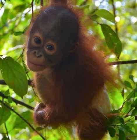 KappaZ123's tweet photo. @SolportTom @bonkfun I mean look at this little monkey, isnt it just cute https://t.co/dcosJTbfuH