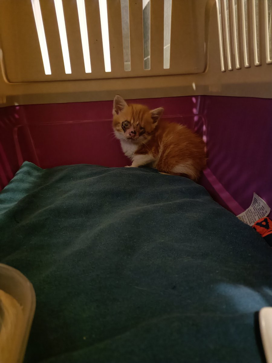 VanOersEllen's tweet photo. We just found a rescue kitten which gonna need an operation... Please help us out phttps://gofund.me/457f901a 

#rescuekitten #donate #operation #help #cats #kitten https://t.co/9XfGcQt1Bq