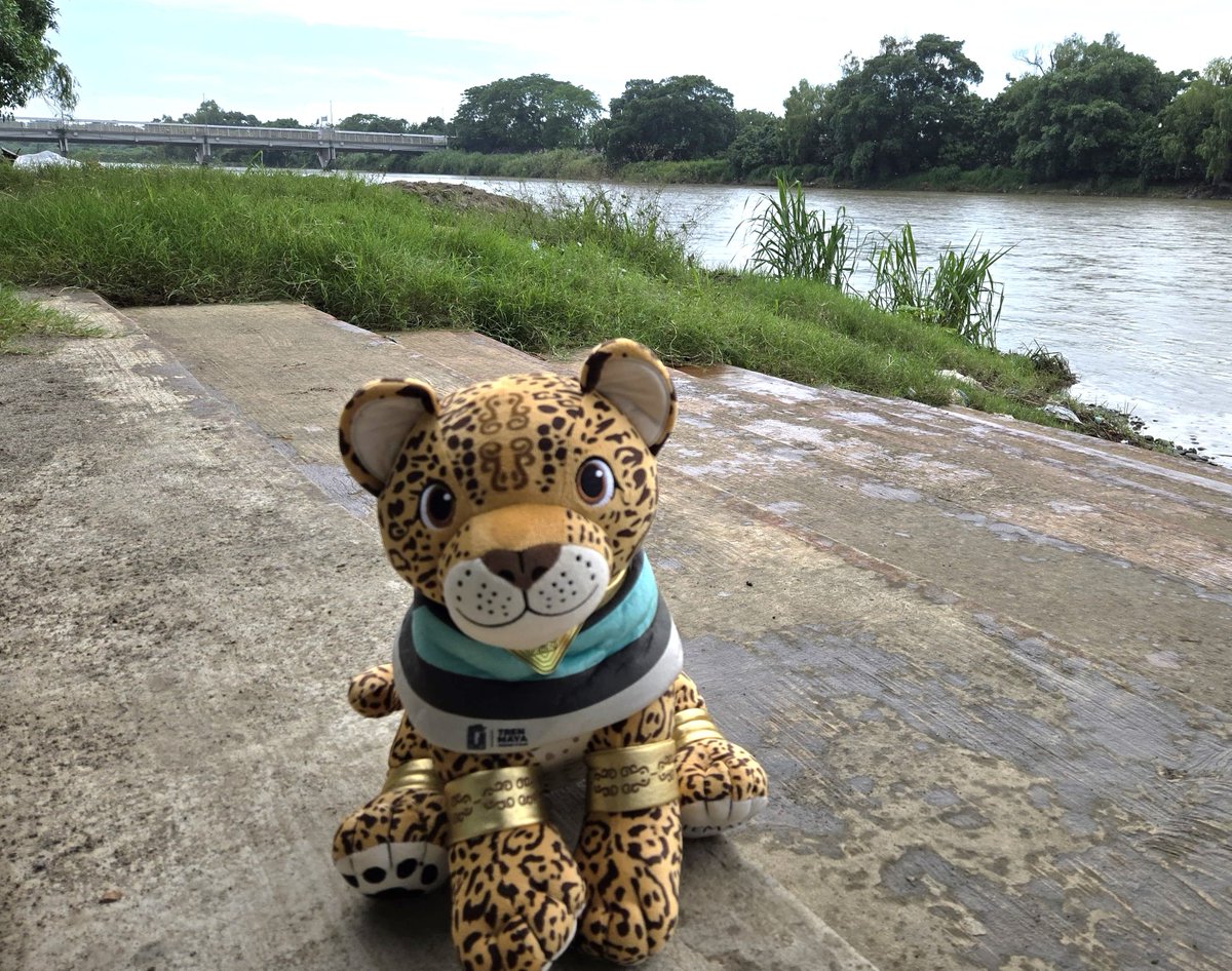 ConsulMexTeu's tweet image. Aunque su medio de transporte favorito es el #TrenMaya, 🚄 nuestro amigo #Temayin 🐾usó el tuk tuk 🛺 para visitarnos en el Consulado.
#FronteraSur 🇲🇽🇬🇹
#temayinporelmundo.
#DiplomaciaTuristicaMX