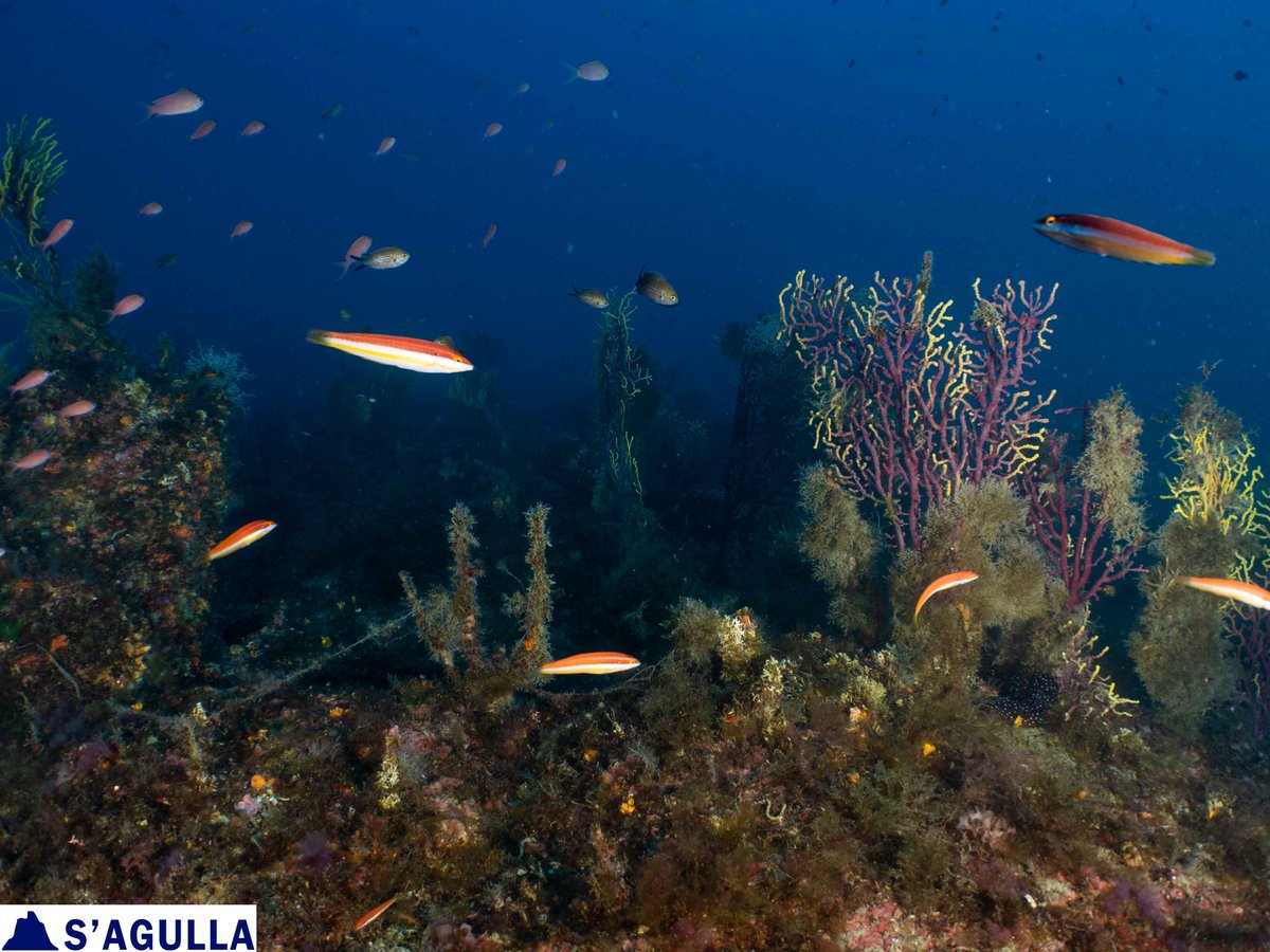 S'Agulla Educa. Med. (@sagullaem) on Twitter photo Punt G1 (-52m) Queden poques gorgònies! / There are few sea fans left! gorgoniesdelaselva.blogspot.com/2025/07/punt-g… Punt G1 (-52m) Queden poques gorgònies! / There are few sea fans left! gorgoniesdelaselva.blogspot.com/2025/07/punt-g…