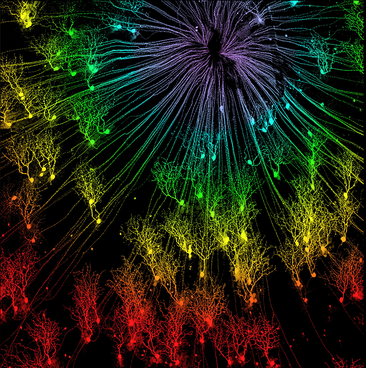 Brain_Facts_org's tweet image. Far exceeding the capabilities of any camera, the retina processes visual information with its complex neuronal network. Peek at a few of the ganglion cells, which transmit sight to our brain in this photo. #FourthofJuly
📸 In-Jung Kim and Joshua Sanes, Harvard University