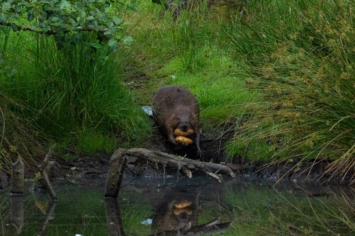 lornaslater's tweet image. Wonderful day seeing nature-friendly farming, kites, red squirrels, osprey and of course beavers @argatyredkites (mama beaver has been nursing kits and clearly needed some carbs!) Thank you Tom Bowser.