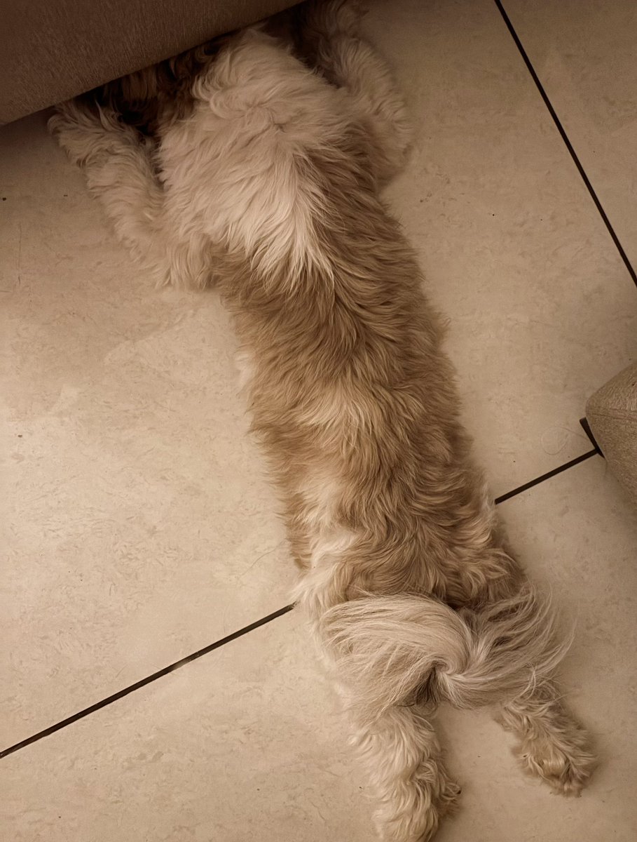 shailly_k's tweet image. Some soulmates have paws and a dramatic flair for napping