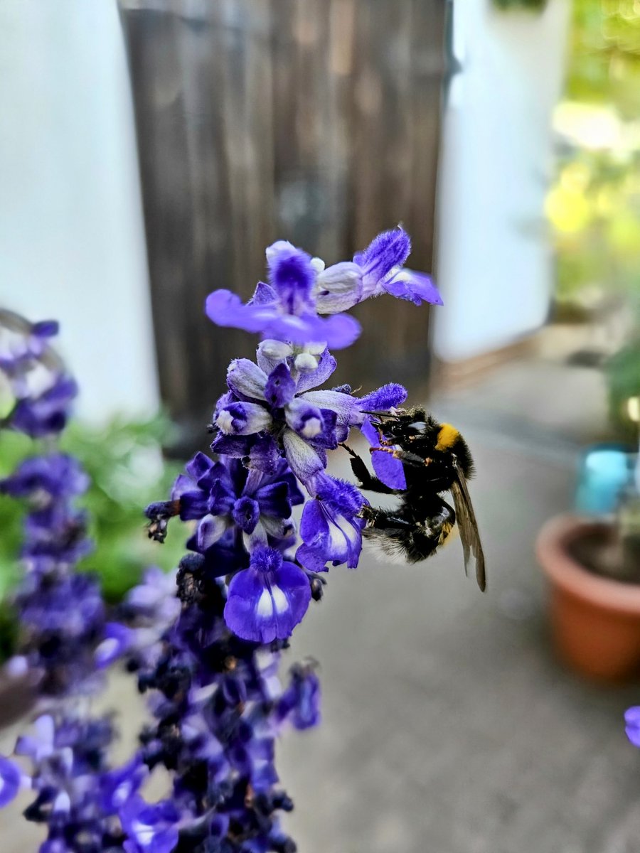 KurtBraatz1's tweet image. Hummel, Hummel 🐝