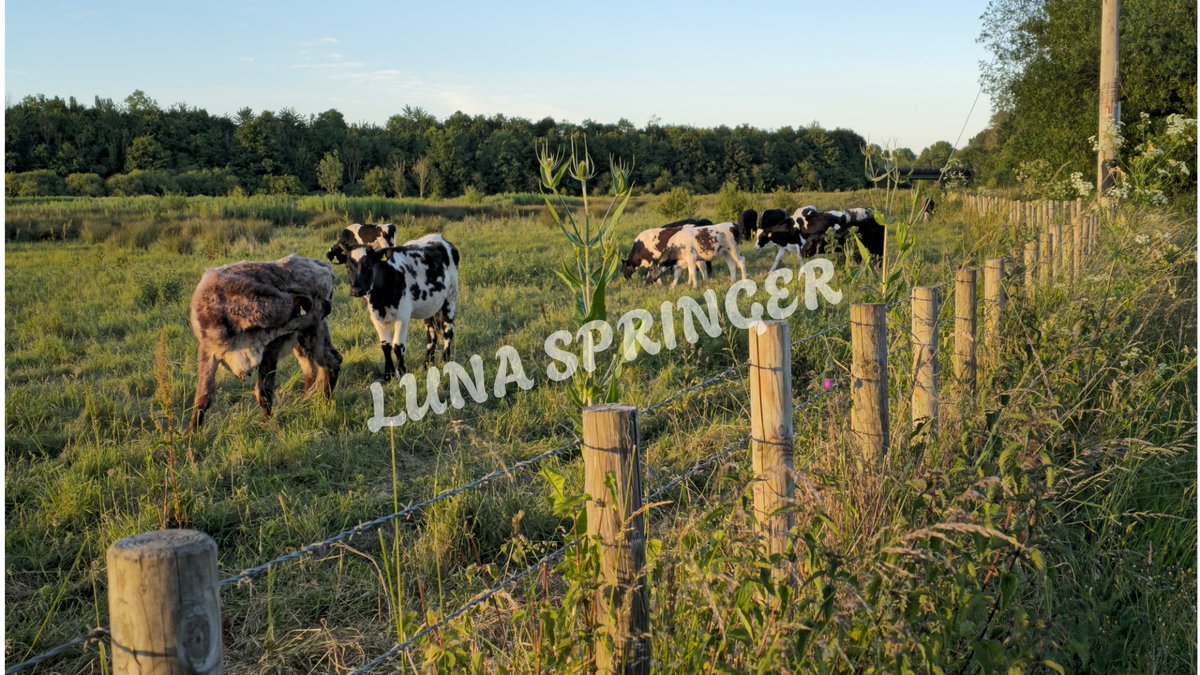 LunaSpringerUK's tweet photo. NEW RELEASE!
Golden Hour Grazing is the latest addition to the LUNA SPRINGER collection!
Available as a premium canvas print
Or as a 4K digital download
Perfect for adding a countryside touch to your home or screen
Shop it now at https://t.co/3vB5UmtdT5 https://t.co/HBFfSpakwF
