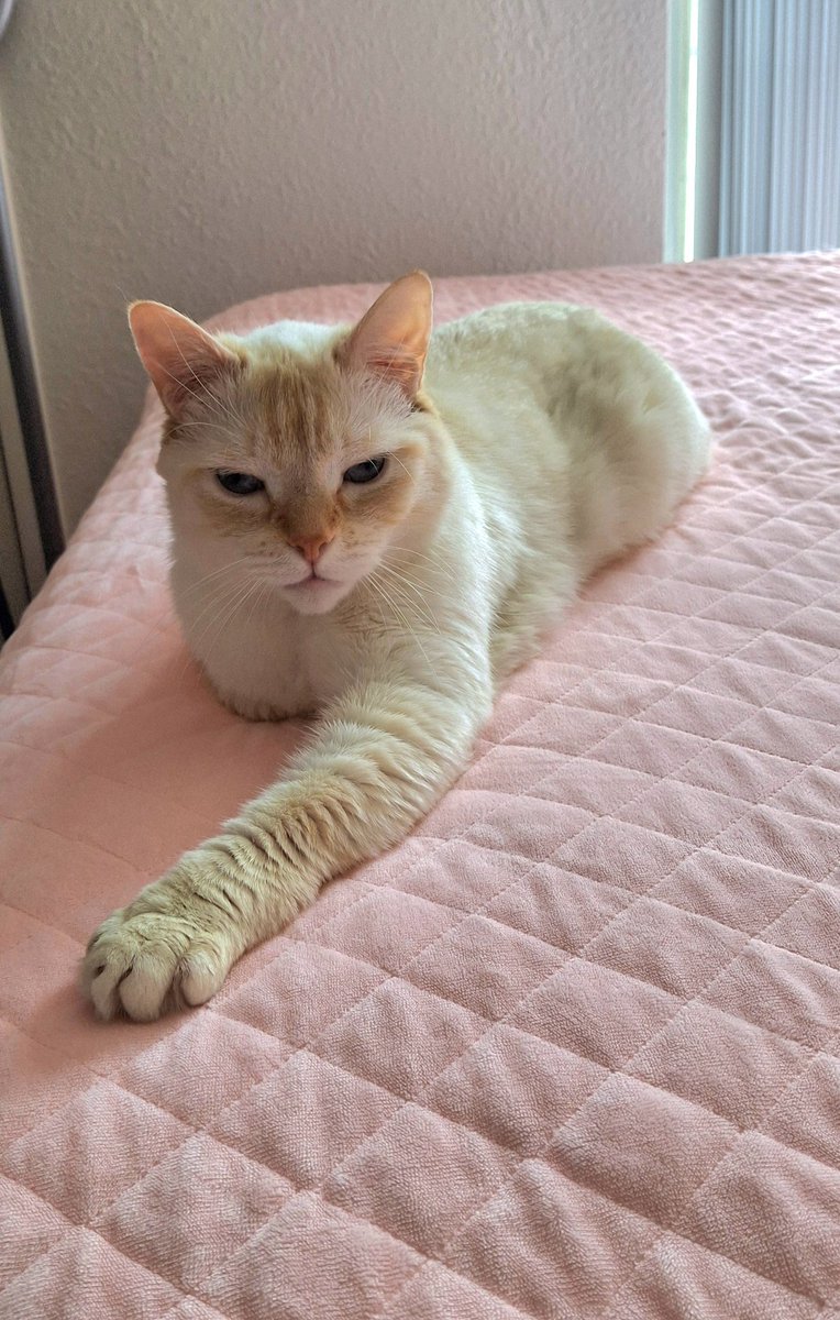 as a special treat, here is baby dog relaxing with his mouth closed