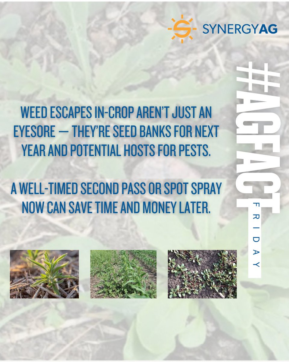 🌾 #AgFactFriday

Weed escapes aren’t just ugly — they’re seed factories &amp; pest hotels.

🔁 One weed = 1000s of seeds
🐛 Hosts for insects &amp; disease

🕒 Timely 2nd pass or spot spray =
✅ Less seed return
✅ Fewer pests
✅ Future savings

💡 Think long-term.

#SynergyAg