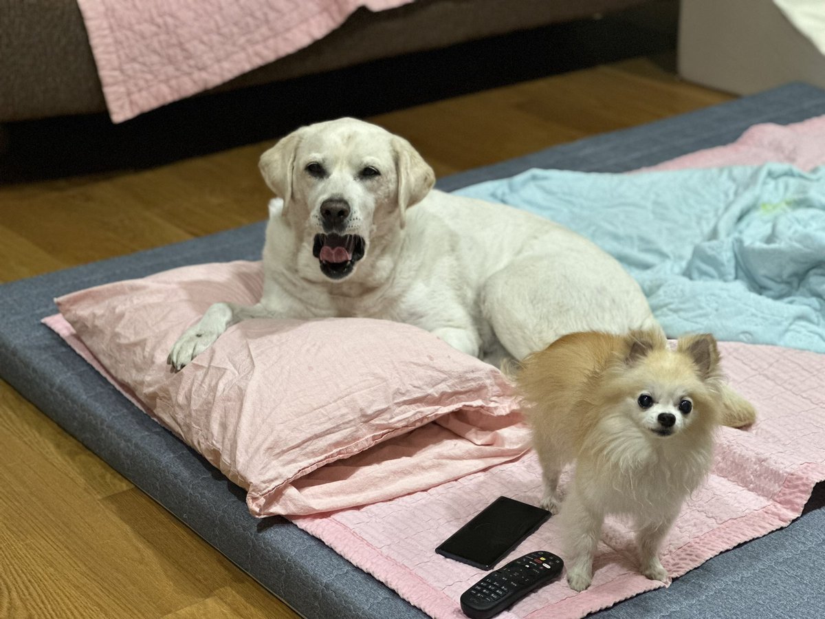 책 주문하고, 컵케이크 굽고 이제 퇴근했다. 들어오니 대운이는 하품하며 날 보고, 동생네 강아지도 아직 안 잤나보다. 온 몸에 힘을 끌어모아 살고 있는데 다들 이렇게 살겠지…