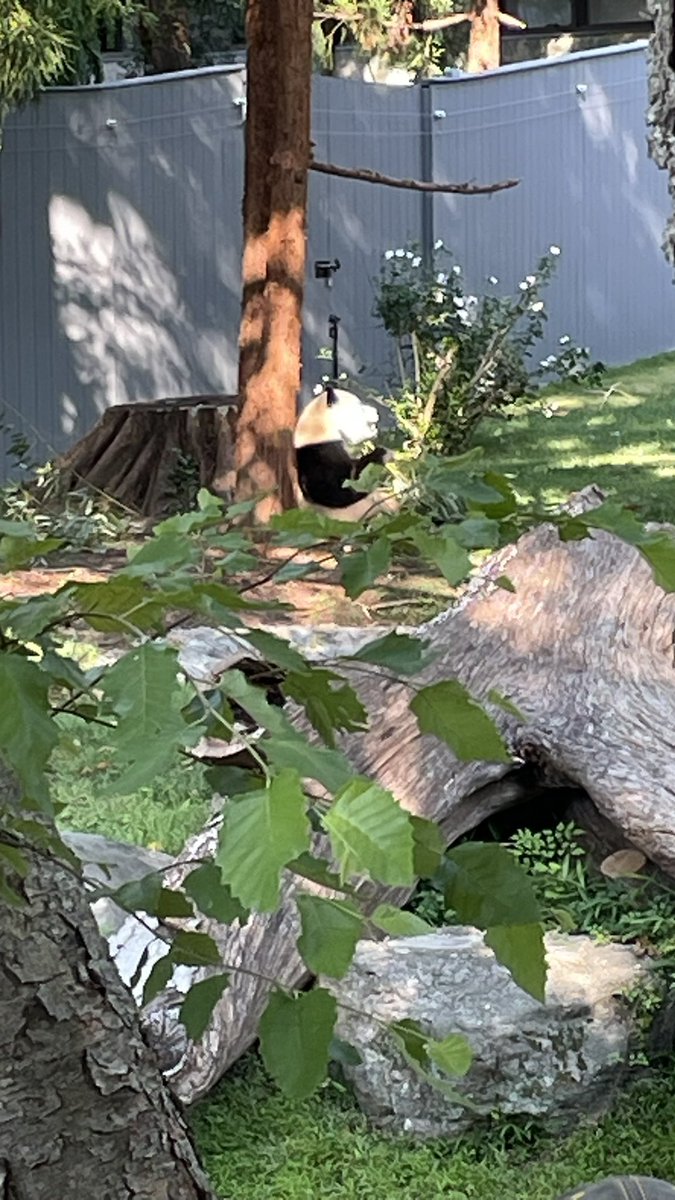 Guinea Pig Central tweet media