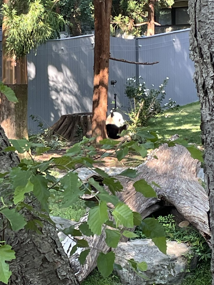 Guinea Pig Central tweet media