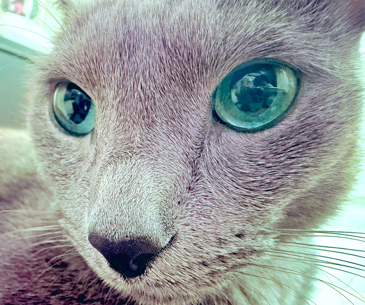 ここ数日
ねこ様たちが寄ってきて
頭突きをしてきます。

嬉しいんです…
お嬢や坊ちゃまに
頭突きを頂けるなんて…

人間やってて良かった！

が…

なんで？？？

チュールもご飯も
マミーのハートも
差し上げましたが…

あ、旦那さんの帰りが遅いから！

パパっ子たちめ…

でもパパは私のものよw