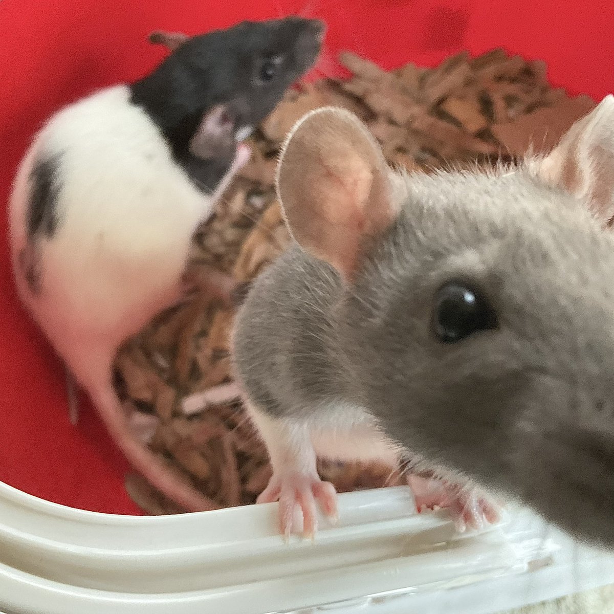 Liz🐁🐁🏴󠁧󠁢󠁷󠁬󠁳󠁿 tweet media