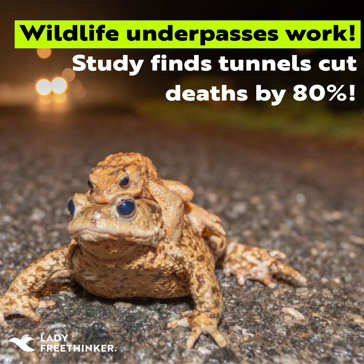 Over 1,000 amphibians were killed in 2 nights on one Vermont road. After tunnels were built under the road, deaths dropped by 80%! Wildlife underpasses work — let’s build more and save lives. ladyfreethinker.org/wildlife-under…