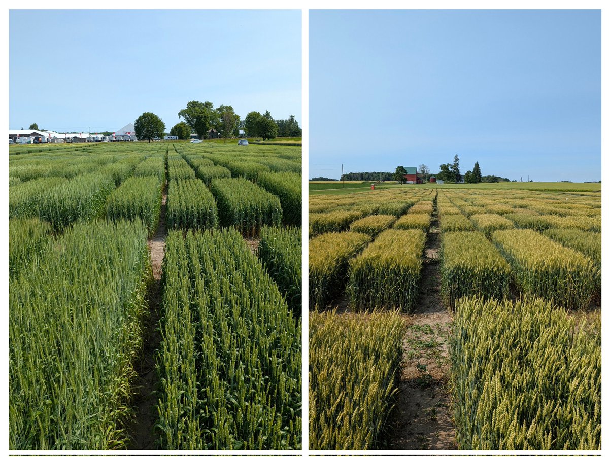 Ellen Sparry (@ellen_sparry) on Twitter photo It's my favorite time of the year! Plots are looking spectacular. Great job by the #CMSeeds research crew. We are #SeriousAboutWheat #SeedInnovation <a href="/thewheatteam/">Rob McLaughlin</a> It's my favorite time of the year! Plots are looking spectacular. Great job by the #CMSeeds research crew. We are #SeriousAboutWheat #SeedInnovation <a href="/thewheatteam/">Rob McLaughlin</a>