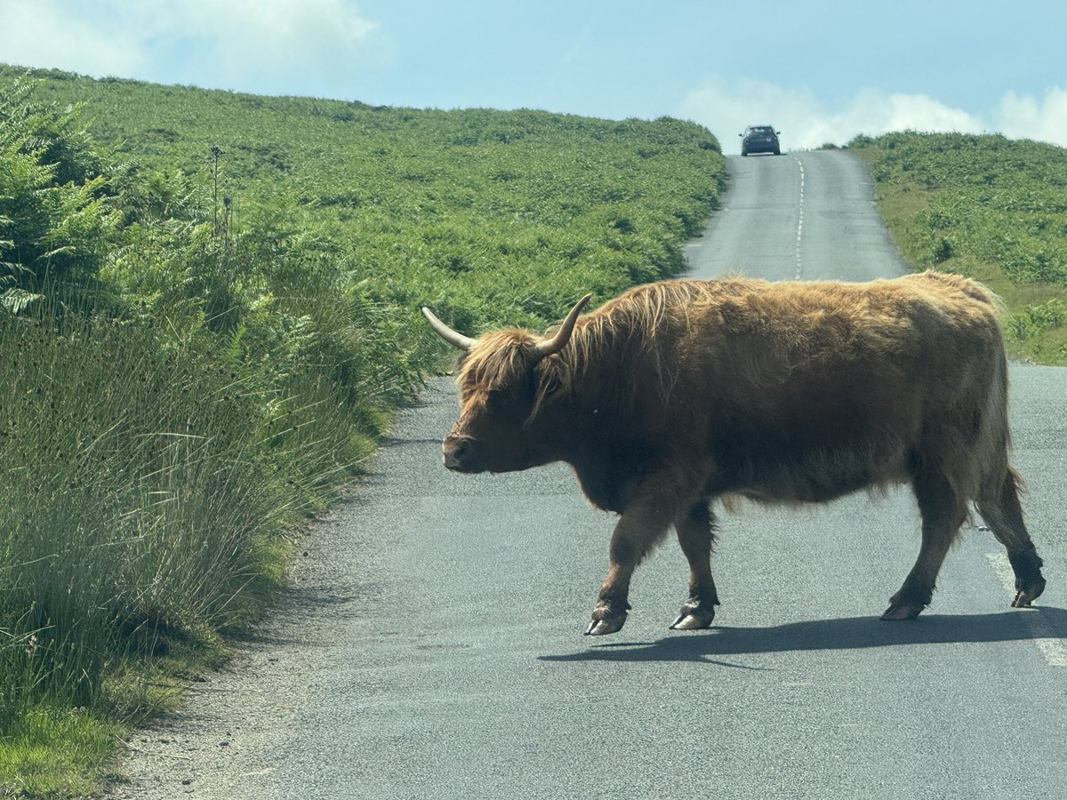 JackiHicks's tweet image. Total gridlock 🐮