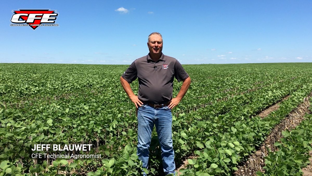 Time is now to attack white mold: youtu.be/Ol0yWsQrFxA #CFEFieldFriday