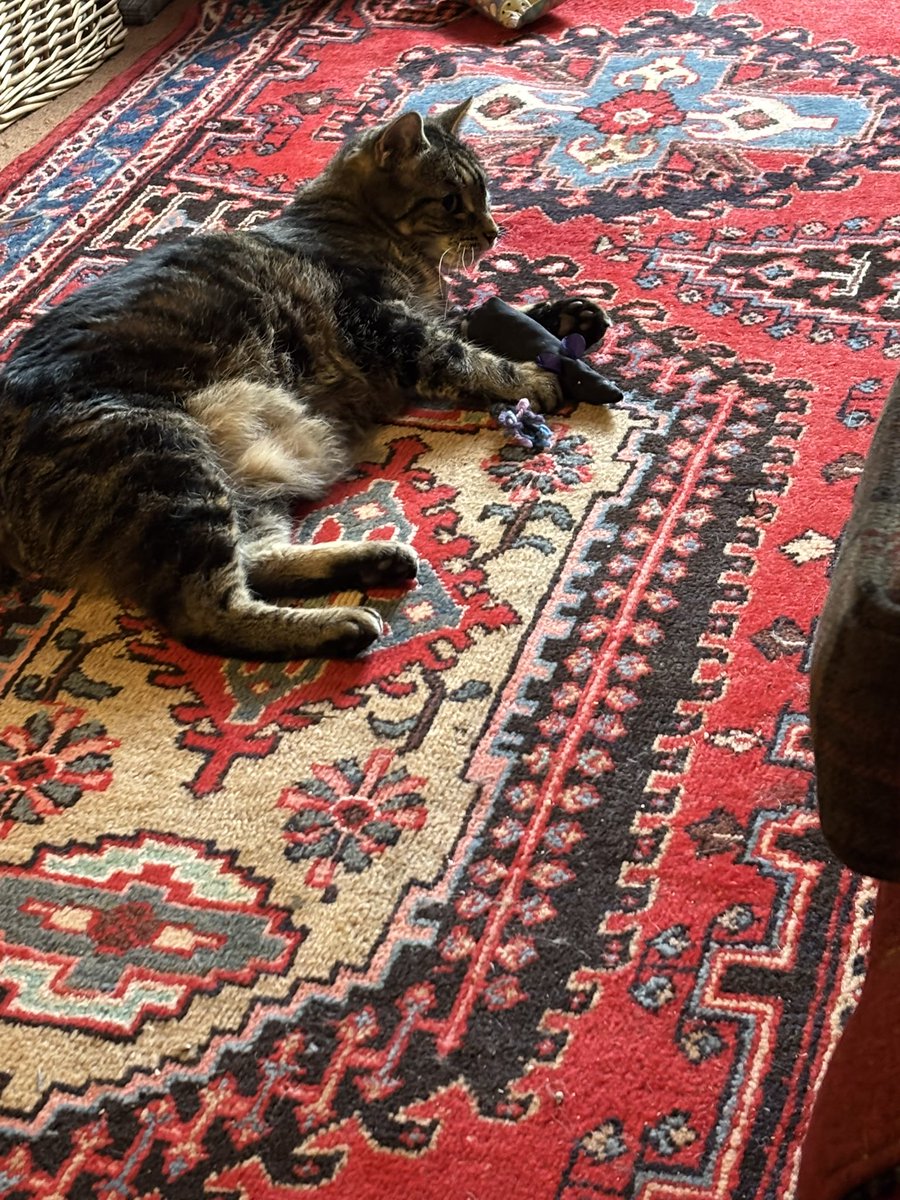 Billy the Kid kills his first ever <a href="/sallypointer/">Sally Pointer</a> plague rat. He’s on a catnip &amp; valerian high. 
<a href="/ShropsCatRescue/">Shropshire Cat Rescue</a> <a href="/madridnantes/">Maria Simon</a> <a href="/MargLloyd/">Marg Lloyd</a> <a href="/AlysonMeadowcr1/">Alyson Meadowcroft, in memory of Macey, RIP 🌈.</a>