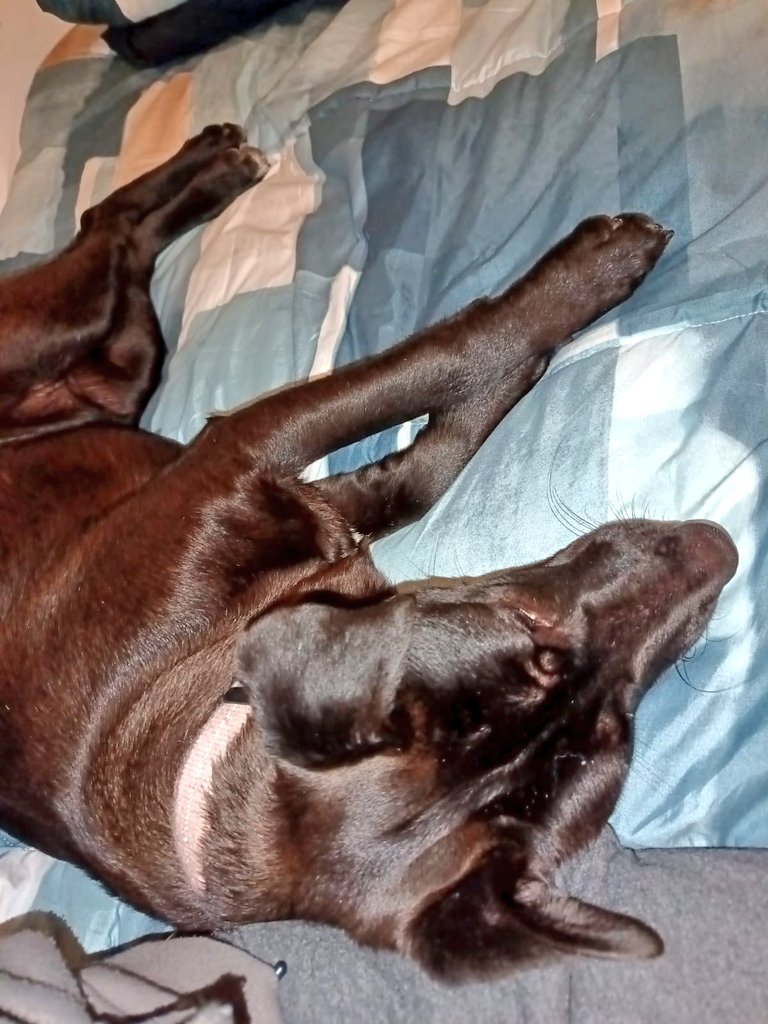 Zara was the last of the litter we rescued a few months ago. They were skinny, hungry, and left to survive on their own… but even then, Zara was gentle and full of hope.
One by one, her siblings found their forever homes — and Zara waited patiently. And then yesterday… a