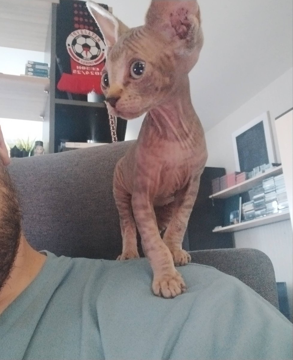 NIkita Kryukov (new game announced in pinned!) (@nkt_krkv) on Twitter photo 