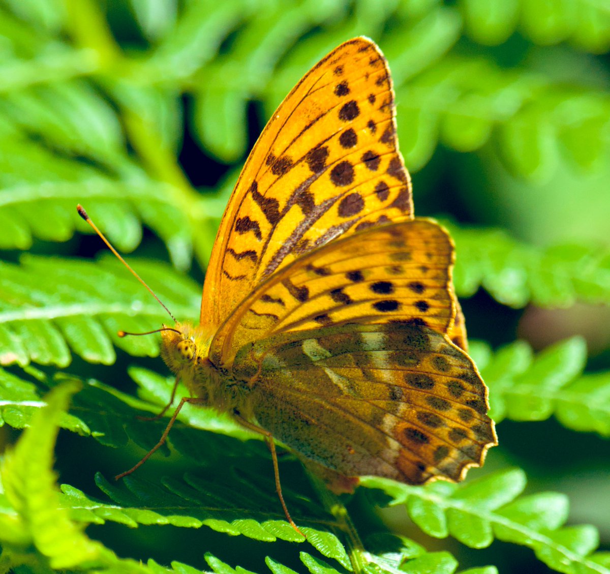 Tim Ridgeway (@timtim292) on Twitter photo Silver washed fritillary Ashclyst Forest Devon. <a href="/BCDevon/">BC Devon Branch</a> <a href="/savebutterflies/">Butterfly Conservation 🦋</a> <a href="/nationaltrust/">National Trust</a> <a href="/wildlife_devon/">Wildlife In Devon</a> Silver washed fritillary Ashclyst Forest Devon. <a href="/BCDevon/">BC Devon Branch</a> <a href="/savebutterflies/">Butterfly Conservation 🦋</a> <a href="/nationaltrust/">National Trust</a> <a href="/wildlife_devon/">Wildlife In Devon</a>