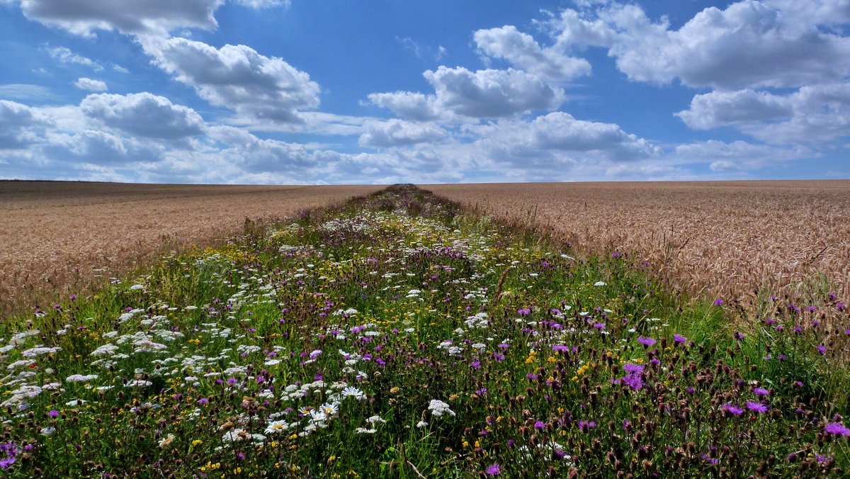 JAppliedEcology's tweet image. Agroecological farming promotes yield & biodiversity but may require subsidy to be profitable 🌾
Suggests that the transition to more sustainable farming systems needs to overcome economic constraints with new policy interventions 📑
🔗 doi.org/10.1111/1365-2…