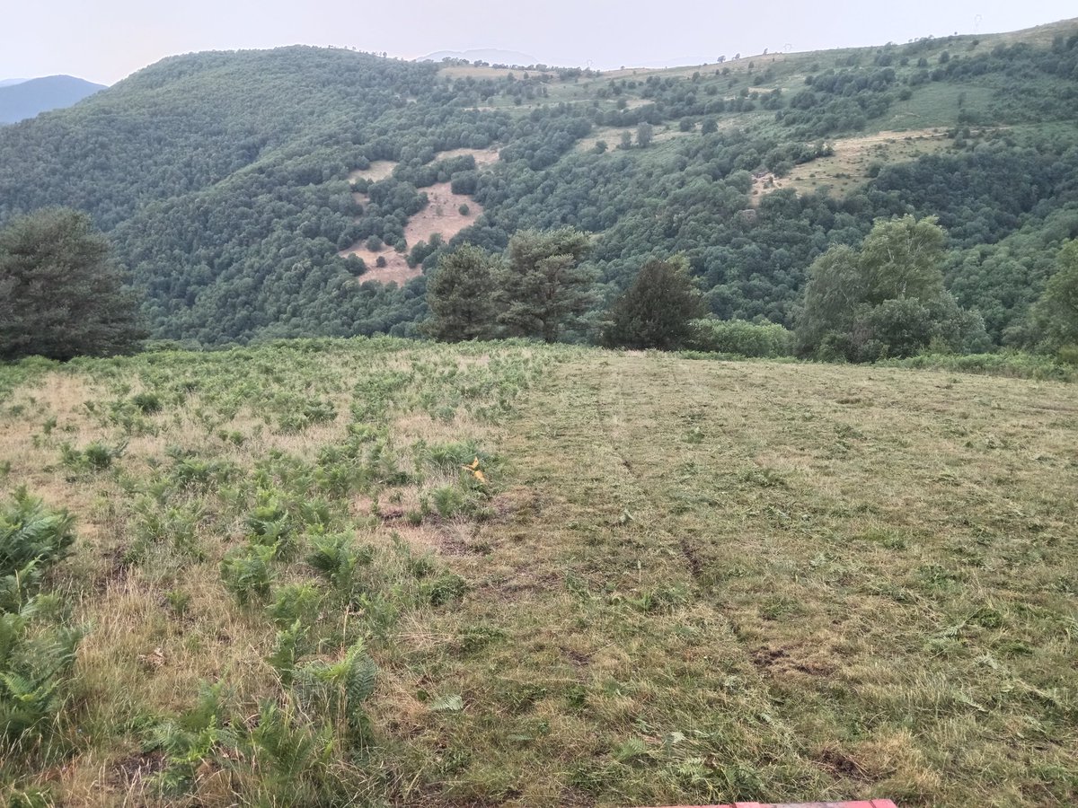 Quins llisos els hi deixo a les meves #Tiues 🐑😁. 
El meu no és un gros ramat, però és un gran ramat... 
Som el que mengem i el bestiar també.
Després de les bones pluges hi tindrem un rebrot d'herba tendra, bona i grassa.
#FeinaFeina
#GestióPastures
#ElRamatÉsElMirallDelPastor