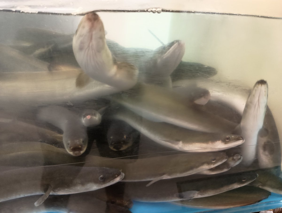 The local grocery store is selling Goa'ulds called "eels".

I forgot my C4 at home so I couldn't take them all out at once, I'll get Maybourne to circle back.
