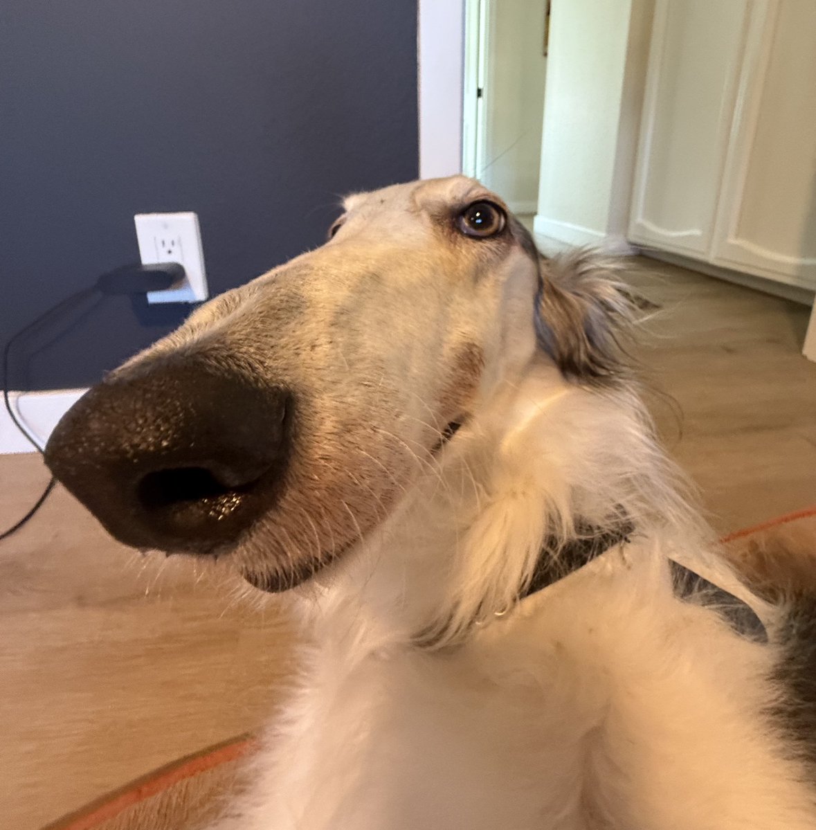 DrumsyOfficial's tweet image. One more pic of my dog for the people in the back