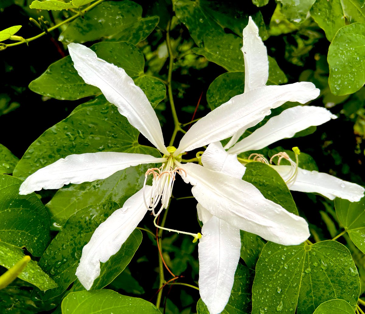 DanielGCalame's tweet image. Continuing a theme - the formidable blooms of Bauhinia forticata