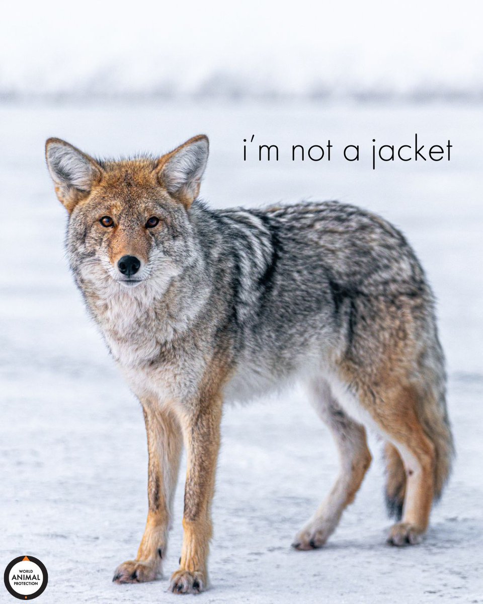 Your fur trim will cost him his life. 💔