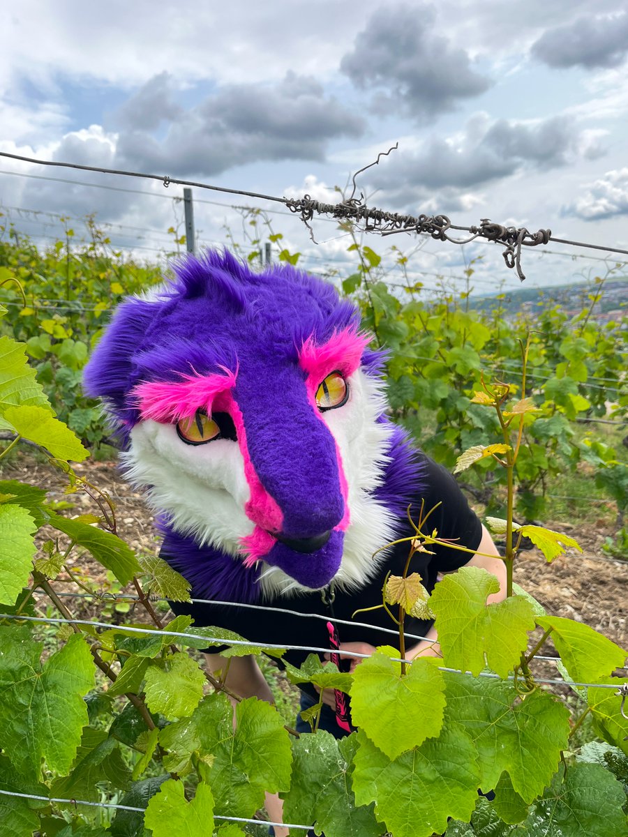 SushiBomber (@sushibomber97) on Twitter photo So you're telling me these weird green bobbles on this vine turn into delicious wine... ?
๐คSure buddy, and next you're telling me that Sergals aren't the smartiest species around? ^v^
But if you insist I might try that "theory"
๐ธ<a href="/Orion_Tsune/">Orion Kitsune</a>
๐ท???
#FursuitFriday So you're telling me these weird green bobbles on this vine turn into delicious wine... ?
๐คSure buddy, and next you're telling me that Sergals aren't the smartiest species around? ^v^
But if you insist I might try that "theory"
๐ธ<a href="/Orion_Tsune/">Orion Kitsune</a>
๐ท???
#FursuitFriday
