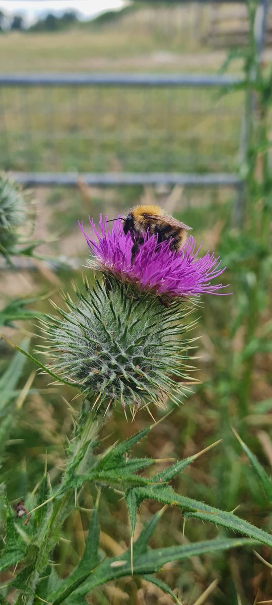 So after today's 29,264 steps whilst walking 20.93km, we have finally completed the Shropshire Way. From Shrewsbury to Ludlow and back (325km/202miles). It has been amazing and the scenery stunning. It has taken a while due to other walking projects but hey, we were in no rush 💙