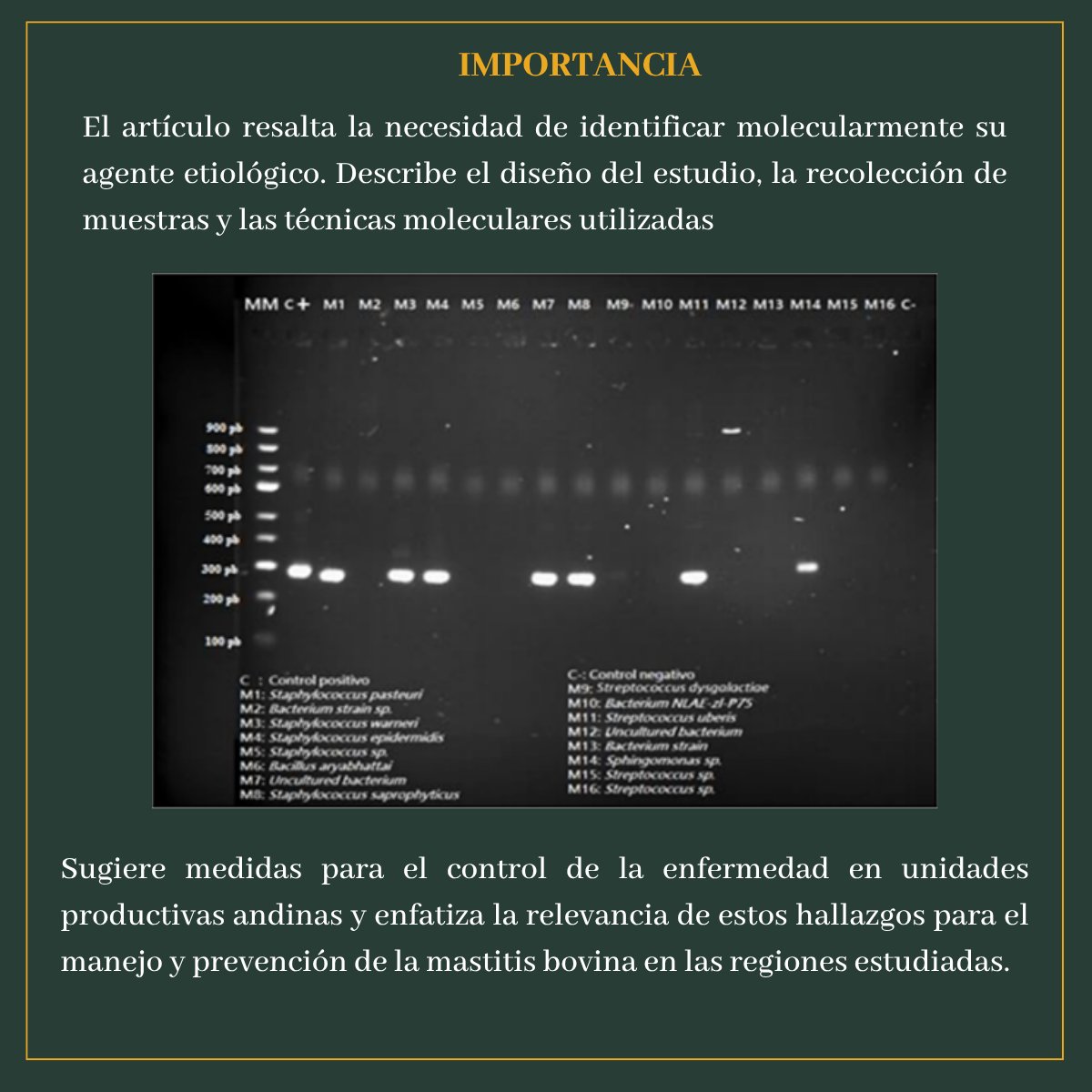 🔬 Mastitis bovina en los Andes:
PCR permitió identificar patógenos como S. aureus y S. uberis y detectar genes de resistencia (blaTEM, tetA).
🐄 Clave para mejorar el tratamiento.
📖lagranja.ups.edu.ec/index.php/gran…
#Mastitis #Ganadería #PCR