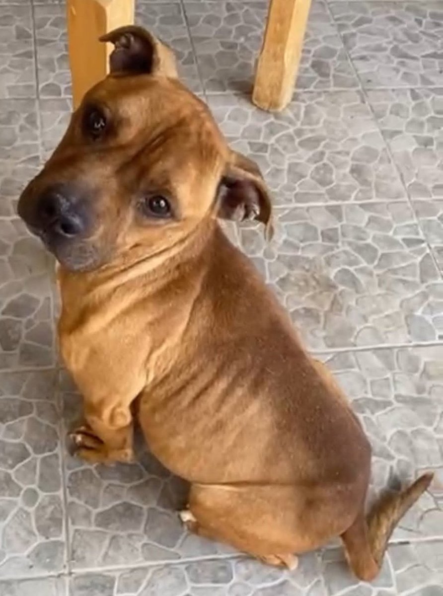 4zampeinvolo's tweet image. URGENTE‼️‼️‼️: Aiutiamo Max a uscire da quella prigione e a trovare una famiglia che sia per sempre!
Max, un cane di 4 anni maschio, vive in un terrazzo dal mese di ottobre in condizioni assai precarie: vogliamo prendere in carico Max, fornirgli le cure necessarie e quindi…