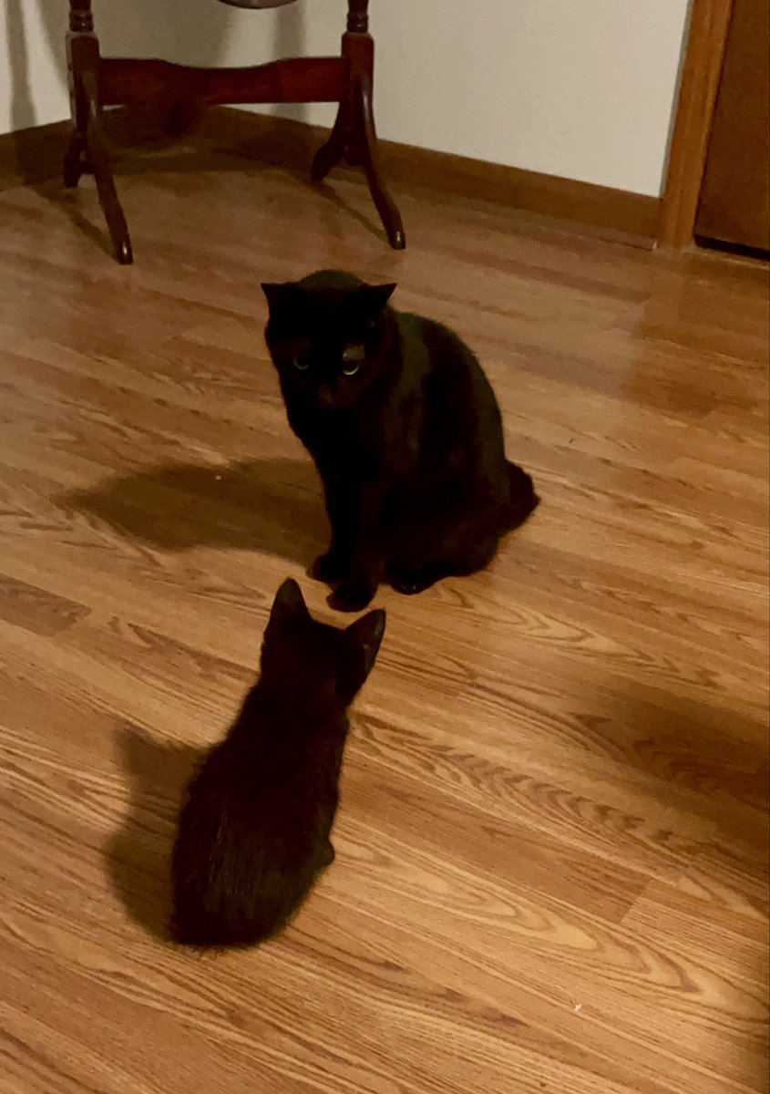 democracyrock's tweet photo. @SouthernMissBSB Rally Cat and Rally Cat-in-Training. We’ll be ready by February! #224days #SMTTT https://t.co/yqH3o2VU5b