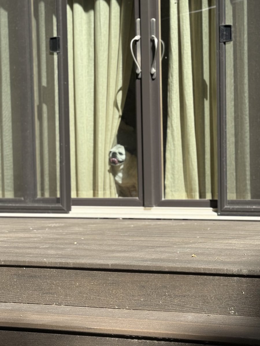 PatKessler's tweet image. She really wants to come outside with us in the 95 degree weather at the cabin, but no.