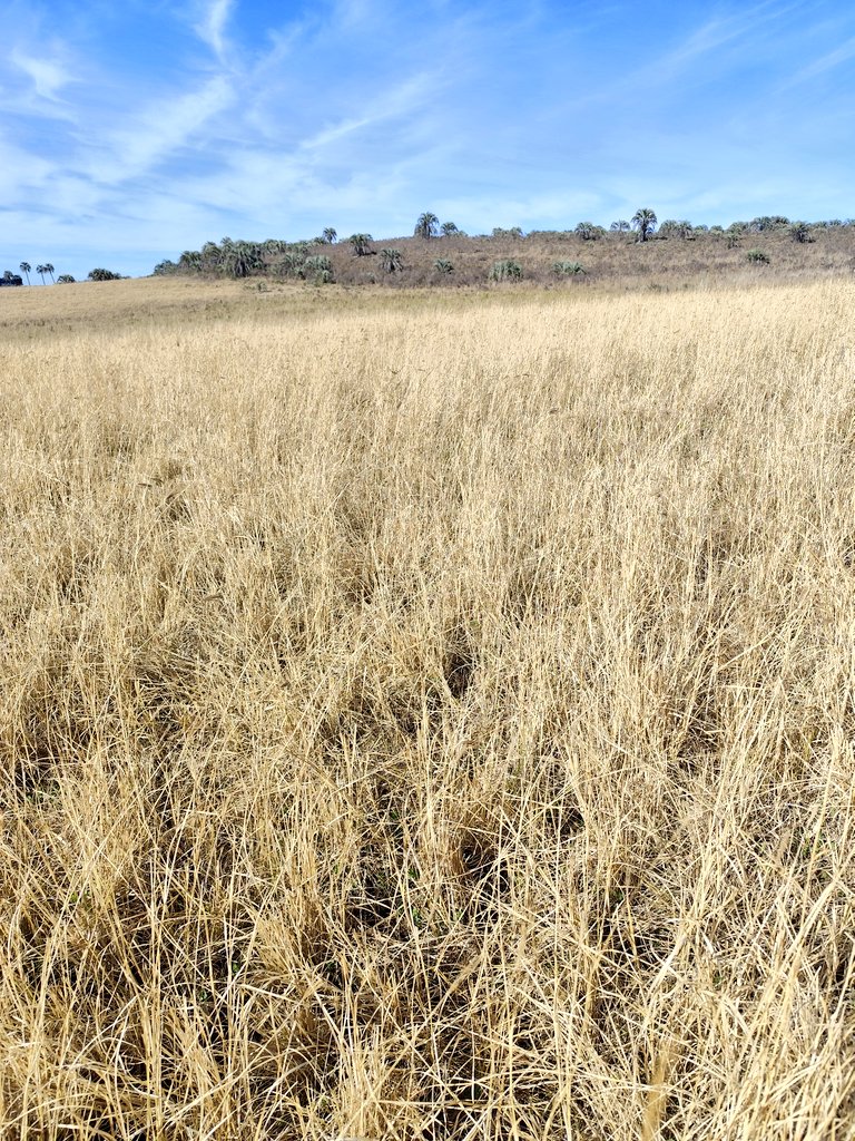 Luis Carrau tweet media