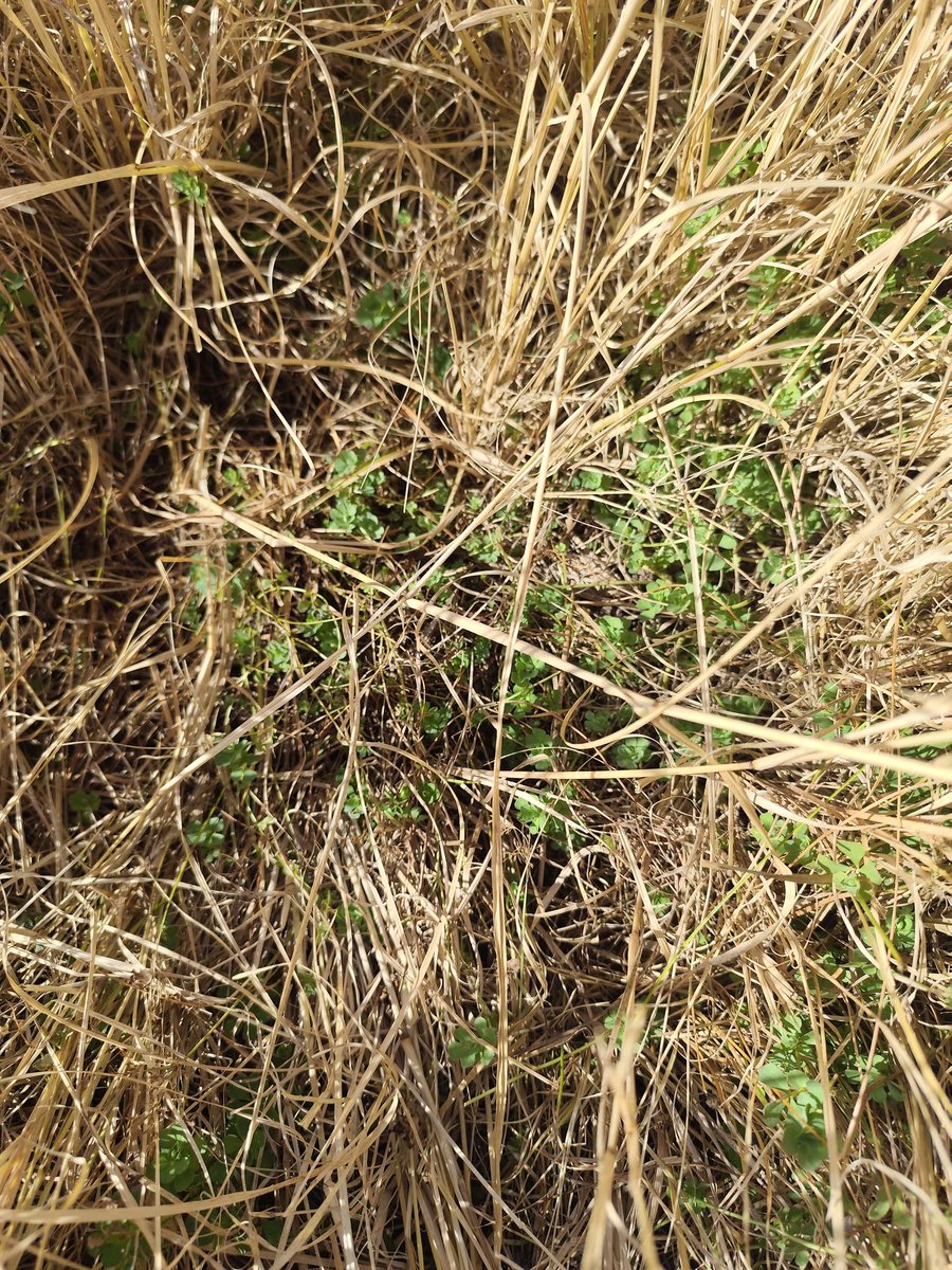 Luis Carrau tweet media