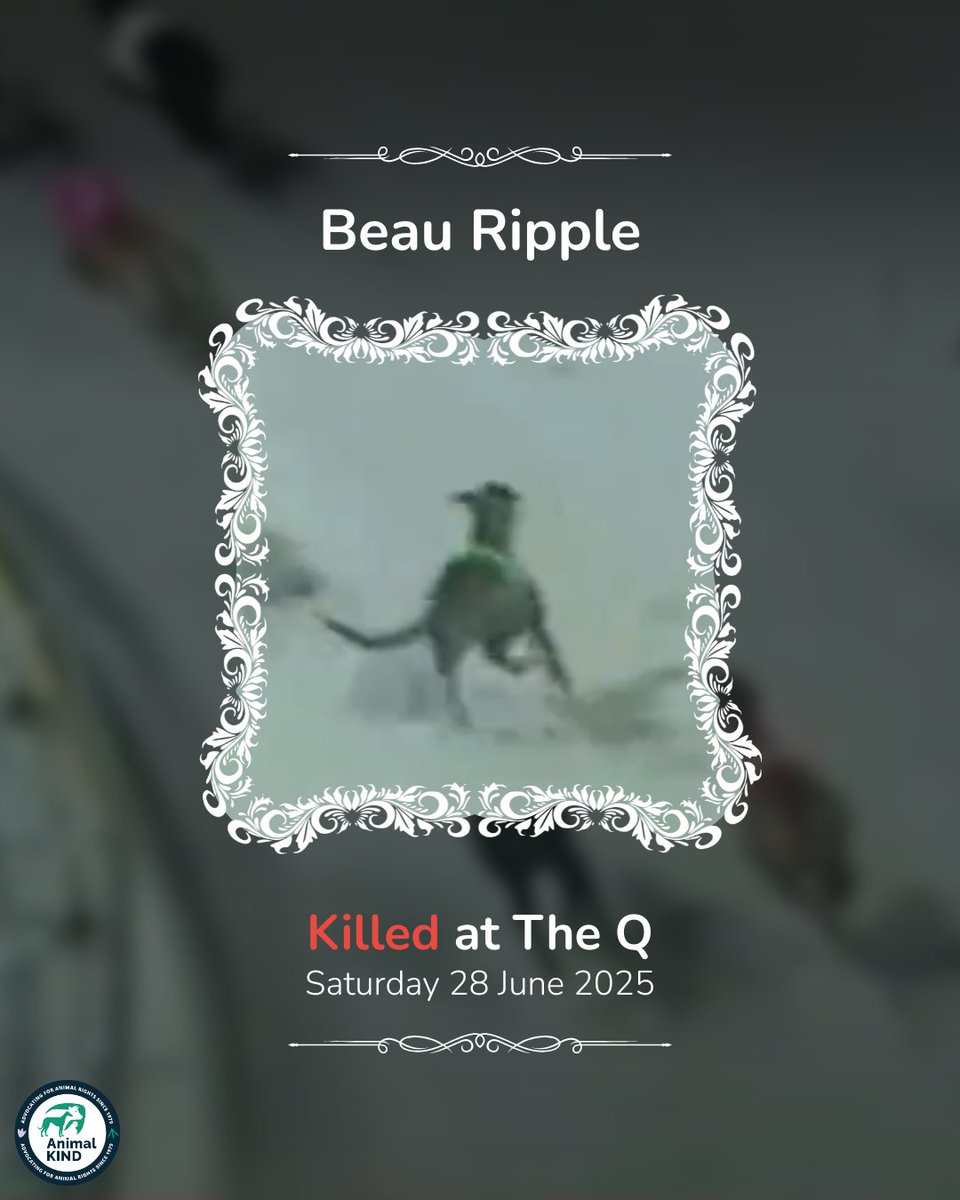 animalkind_aus's tweet image. Another weekend. Another death at The Q.

Beau Ripple was not even two years old. After just five races, following his injury he was deemed unprofitable—and killed.

His death takes The Q’s toll to at least eleven.

Take action for greyhounds 👉️ animalkind.org.au/2025/06/26/cal…