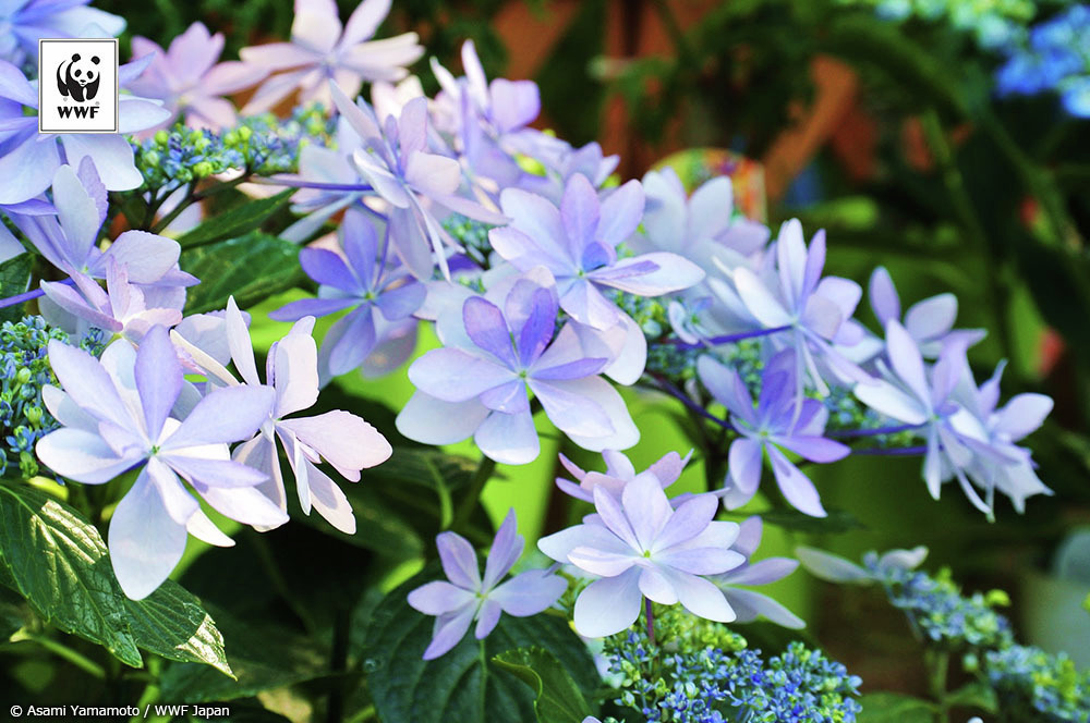 📷今日の一枚 
🐼WWFについて👉wwf.or.jp/aboutwwf/welco…