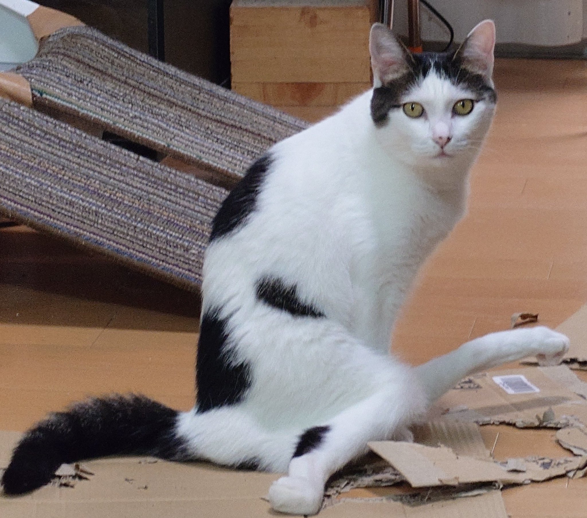 chica0726-cats&animals on X: 