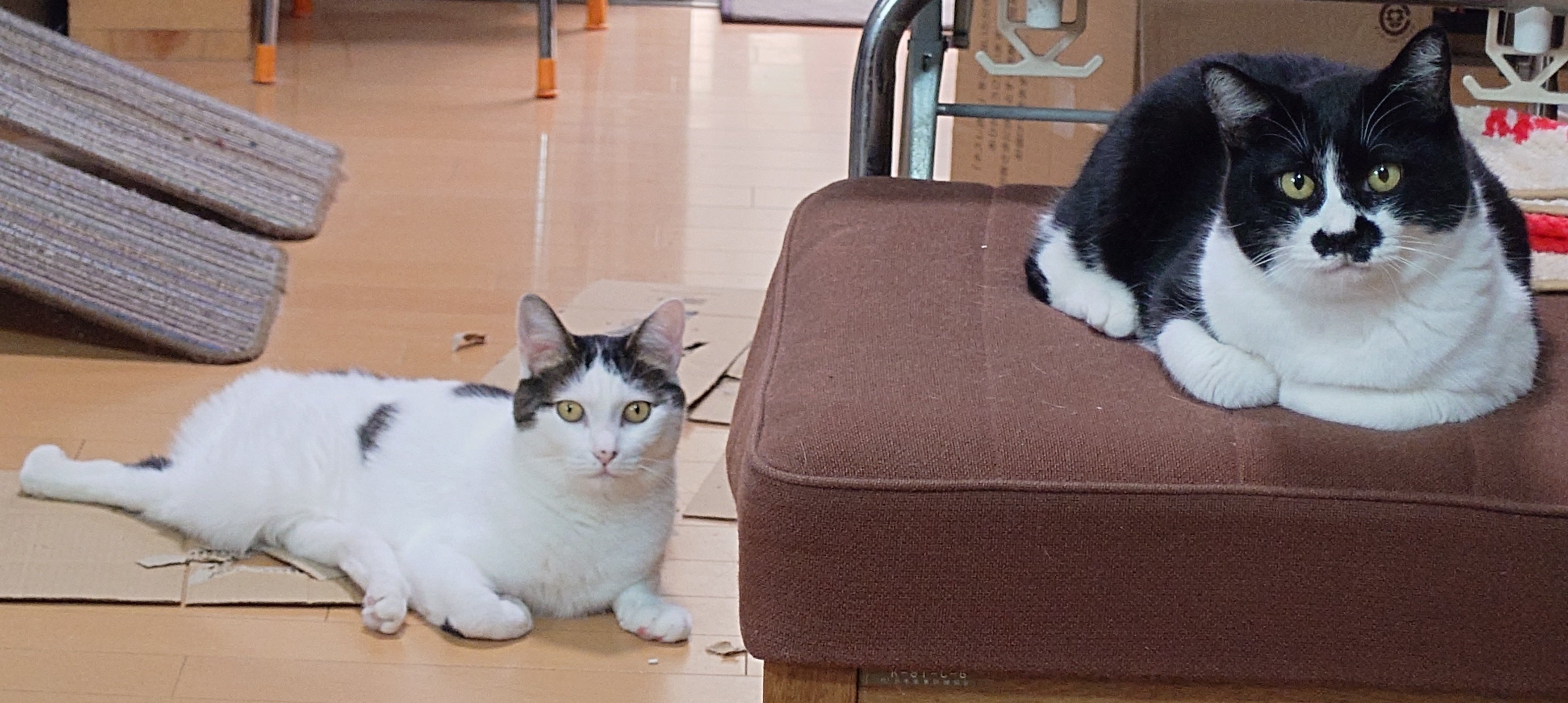 chica0726-cats&animals on X: 