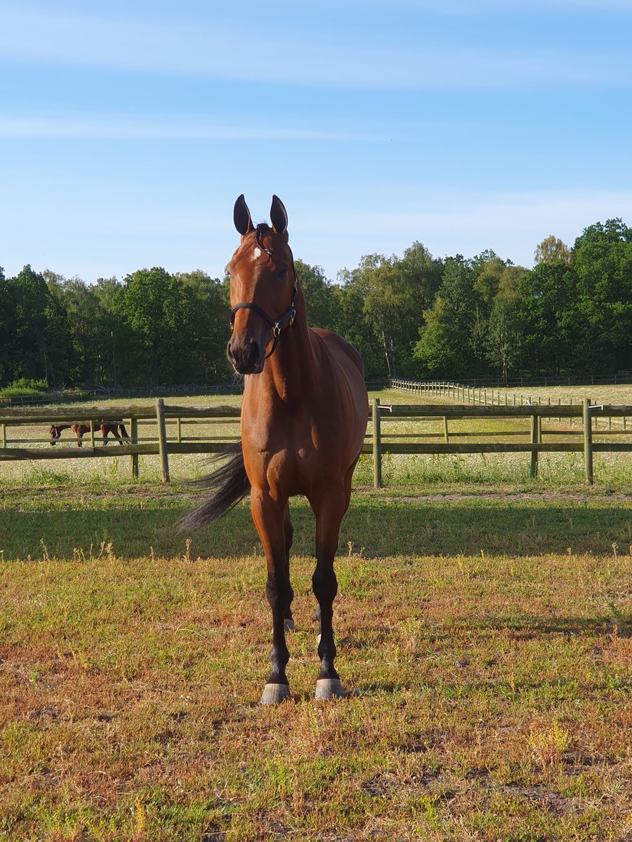 Ny häst i träning
❤️Funny Money❤️ 
e Readly Express-Jolly Broline
#stallfredrikpersson #trav #häst #travhäst #älskahästar
