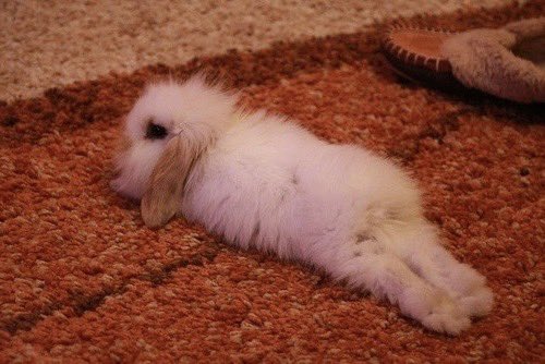 Bunnies tweet media
