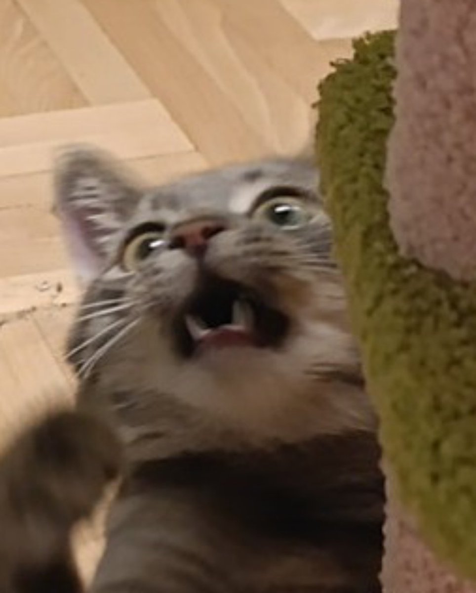 Nesh𓆏 tweet media