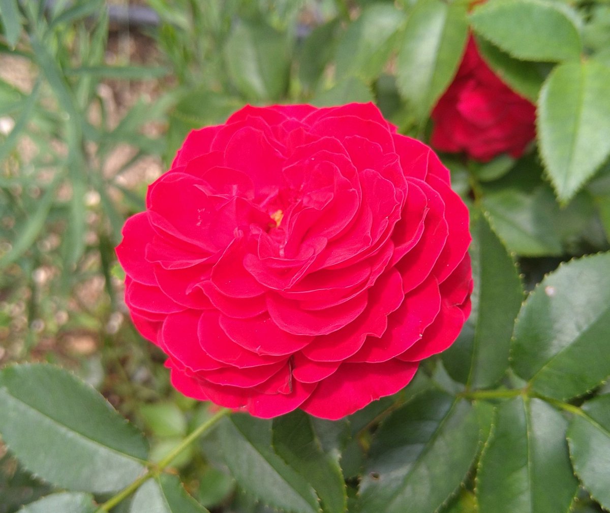 皆さん♪おはようございます( ´∀｀)

今朝の東京は♪『蒸し暑い明るい曇り空』です( ´∀｀)

それではスタートします(*^▽^*)♪