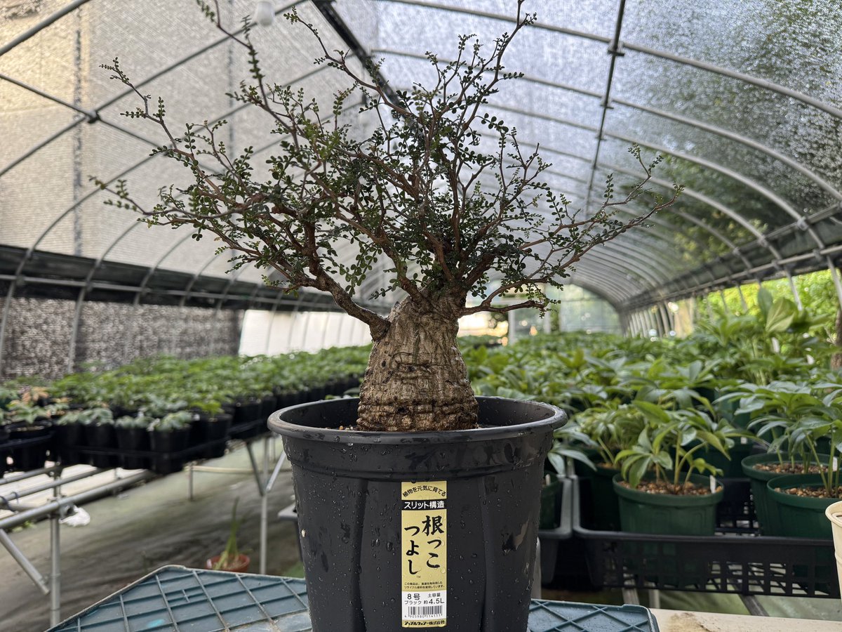 パキプス　コーデックス コーデックス：オペルクリカリア パキプス 発根済*葉幅58cm 現品